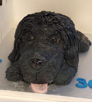 Spaniel